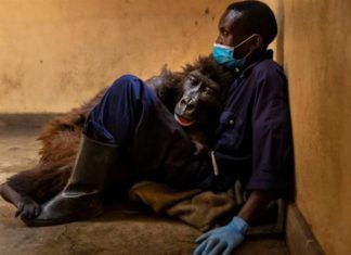 鼻酸照!全球「最會自拍大猩猩」 在保育員懷中病逝