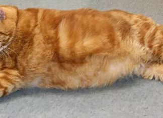 18kg胖橘貓為健康「展開3年特訓」 瘦下來變天菜喵人人搶著要