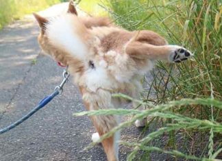 17種狗狗狀況解夢,夢到一起散步竟然是凶兆!