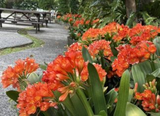 陽明山花卉試驗中心春日最美時光 球根花卉展點亮四月天