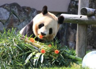 和歌山4熊貓要還中國了 3000人塞爆園區「搶看最後一眼」哭著告別